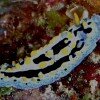 Nudibranch