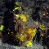 Frogfish