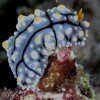 Nudibranch