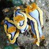 Nudibranch