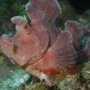 Rhinopias