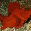 Rhinopias