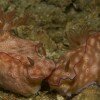 Nudibranch