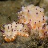 Nudibranch
