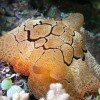 Nudibranch