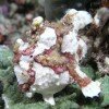 Frogfish