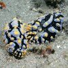 Nudibranch