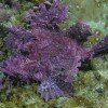 Rhinopias