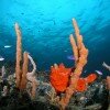 Frogfish