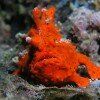 Frogfish