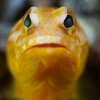 Bright yellow jawfish (Opistognathus sp.) with green eyes