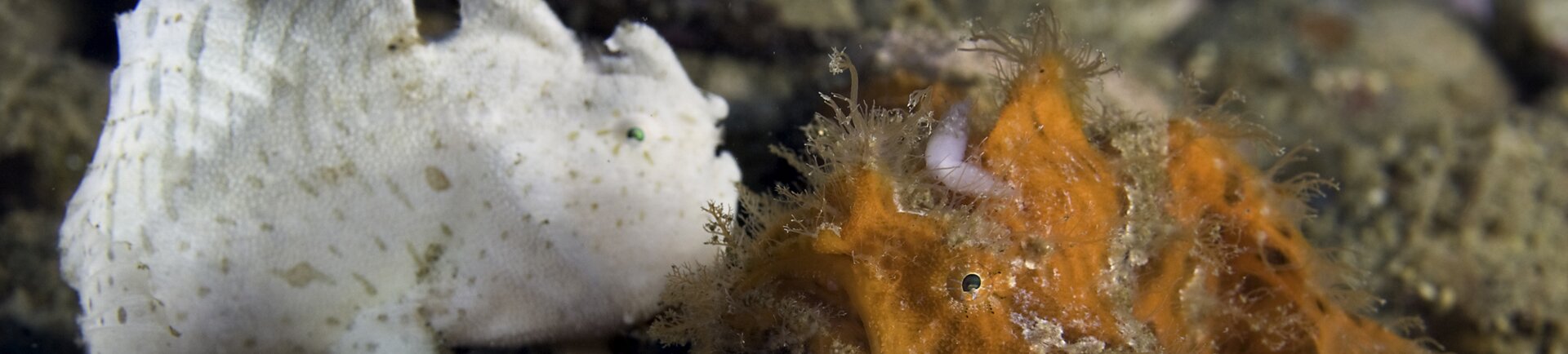 pair-frogfish