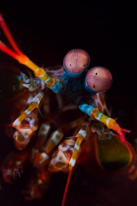 Diving Ambon Diving Ambon