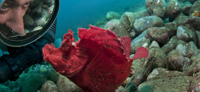 Diving Ambon Diving Ambon