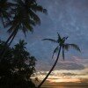 Palm trees silhouetted at dawn, Ambon, Indonesia.