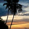 Palm trees silhouetted at dusk, Ambon, Indonesia.
