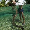 The sacred eels of Waai, Ambon, Indonesia.