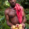 Harvesting mace and nutmeg, Ambon, Indonesia.
