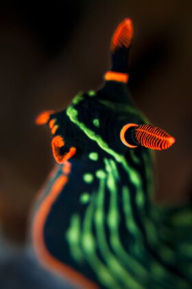 Click Here for Nudibranch Galleries Click Here for Nudibranch Galleries