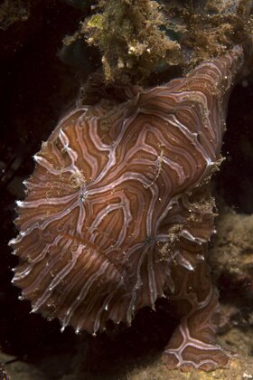 Click Here for Frogfish Galleries Click Here for Frogfish Galleries