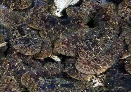 Flatfish Flatfish