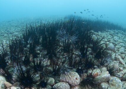 urchins