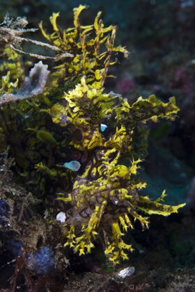 Click Here for Rhinopias Galleries Click Here for Rhinopias Galleries