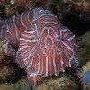 09Oct08_Ambon_0118