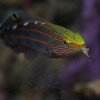 13Oct08_Ambon_0238