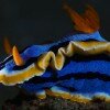 Chromodoris annae nudibranch