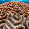 Platygyra hard coral in shallow blue water