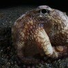Veined octopus (Amphioctopus marginatus) in Ambon, Indonesia