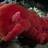 Bright red Spanish dancer nudibranch (Hexabranchus sanguineus)