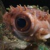 Porcupine pufferfish (Cyclichthys orbicularis)