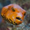 Juvenile star pufferfish (Arothron stellatus) eating