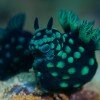 Nembrotha cristata nudibranchs mating