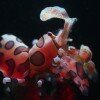 Harlequin shrimp (Hymenocera elegans) at night