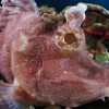 Purple paddle-flap scorpionfish (Rhinopias eschmeyeri)