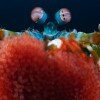 Peacock mantis shrimp (Odontodactylus scyllarus) with eggs