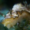 Glossodoris nudibranch moving along the reef