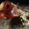 Portrait of a flying gurnard (Dactyloptena orientalis)