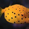 yellow boxfish